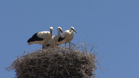 Spain-storks-zooms-in