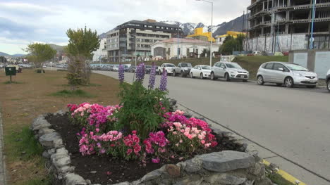 Argentina-Ushuaia-pink-flowers-in-square-garden-by-street