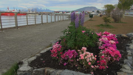 Ushuaia-Argentinien-Blumen-Und-Am-Wasser-S
