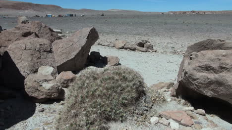 Chile-Atacama-Rock-Pelzig-Mit-Kaktus-10