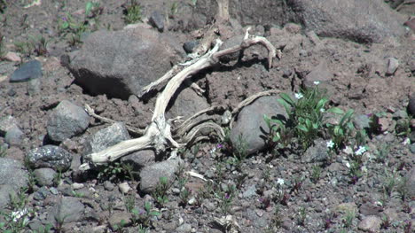 Holz-Und-Pflanzen-In-Der-Atacama