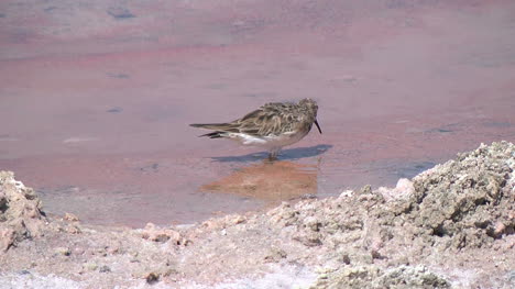 Chile-Atacama-Laguna-Chaxa-bird-probes-pastel-mud-1