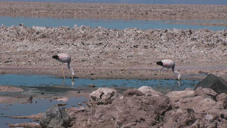 Atacama-flamingos-feed-in-a-pool