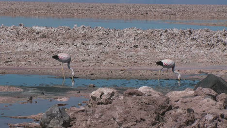 Los-Flamencos-De-Atacama-Se-Alimentan-En-Una-Piscina