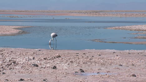 Atacama-Zoomt-Auf-Flamingos