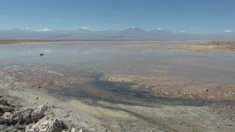 Chile-Atacama-Laguna-Chaxa-Schlammfelder-14