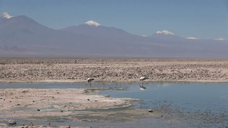 Laguna-De-Atacama-Flamencos-S25