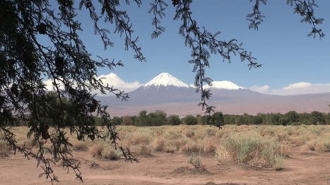 Atacama-Die-Andenkette-Scheint-Jenseits-Eines-Dornenbaums