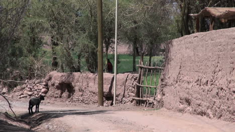 Atacama-San-Pedro-Oase-Lamm-Auf-Der-Straße