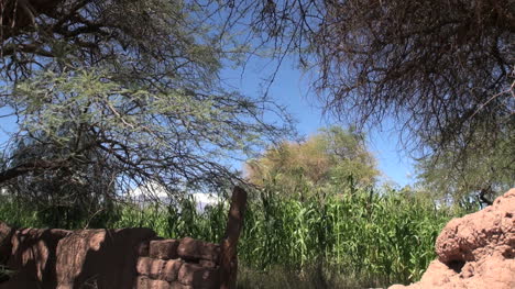 Plantas-De-Maíz-Oasis-De-Atacama