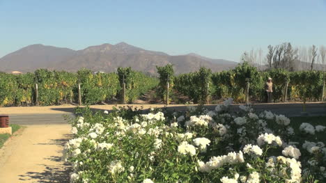 Chile-Casa-Blanca-Valley-vineyards-with-roses