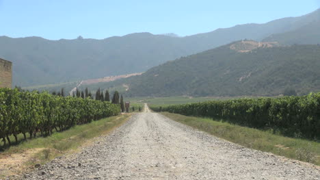 Chile-Road-in-a-Colchagua-Valley-vineyard