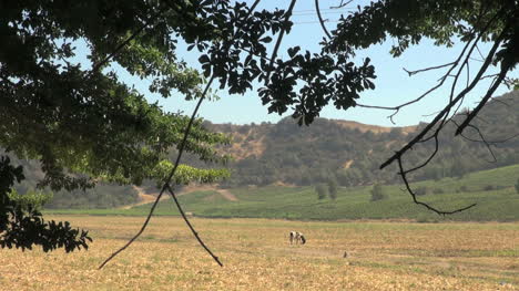 Chile-Colchagua-Valley-cow-grazing-in-a-field