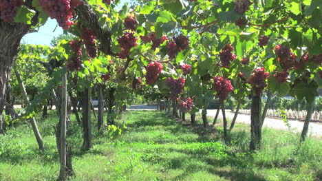 Chile-Colchagua-Valley-vineyard-s7