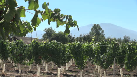 Chile-Colchagua-Valley-vineyard-with-grapevines