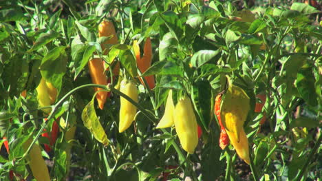 Chile-chilies-in-a-garden