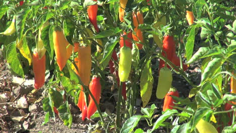 Chile-peppers-on-a-plant
