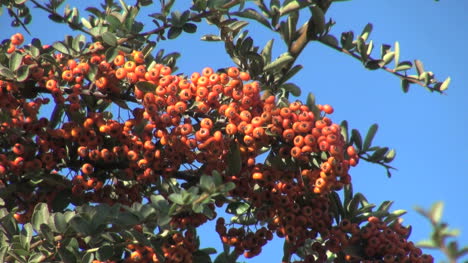 Chile-Pyracantha-Rote-Beeren