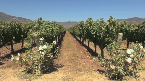 Chile-Santa-Cruz-vineyard-with-roses