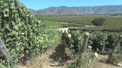 Chile-Santa-Cruz-vineyards-in-the-central-valley
