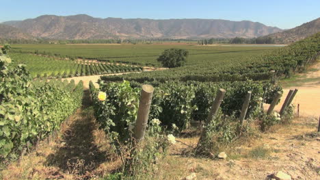 Chile-Santa-Cruz-vineyards