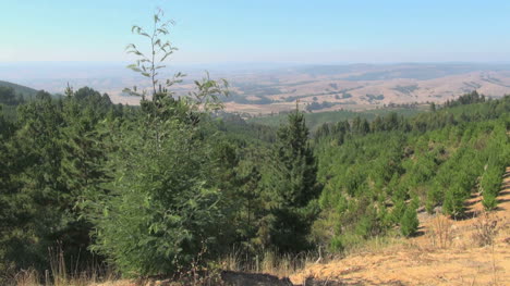 Bosque-Cordillerano-De-La-Costa-De-Chile