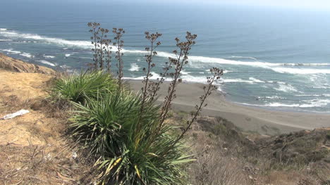 Chileküste-In-Der-Nähe-Von-Matanzas-Mit-Pflanzen