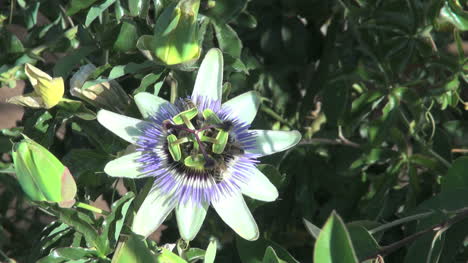 Chile-passion-flower-with-bugs