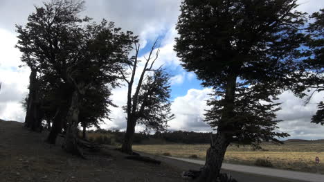 Patagonia-trees-and-clouds