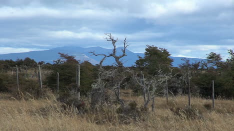 Patagonien-Baum