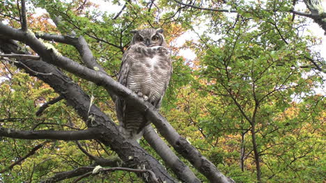 Patagonia-owl-winks