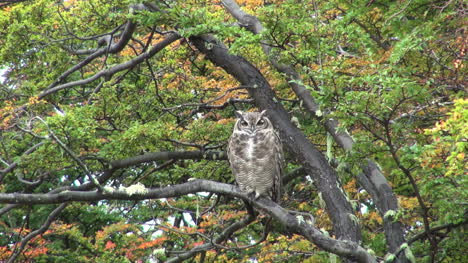 Búho-Patagonia-En-árbol