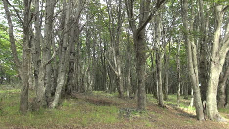 Bosque-Puerto-Arenas-S