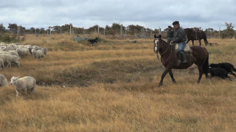 Patagonien-Schafe-Und-Mann-Auf-Einem-Pferd