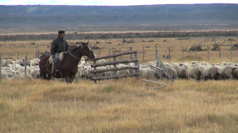 Patagonien-Hütet-Schafe-Durch-Ein-Tor