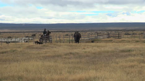 Patagonien-Hüten-Schafe-Führendes-Pferd