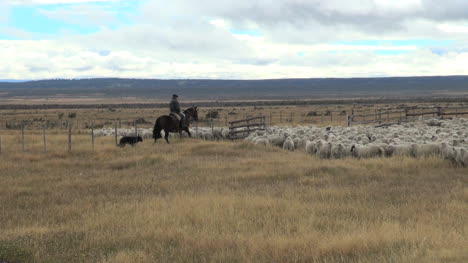 Patagonia-Pastoreando-Ovejas-S2