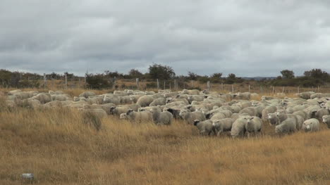 Patagonien-Schafe-Ziehen-Um