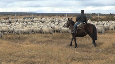 Patagonia-sheep-and-herder