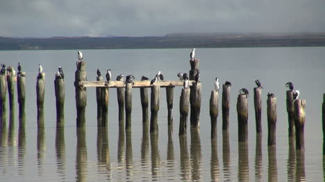 Puerto-Natales-Vögel-Auf-Pfosten-S2