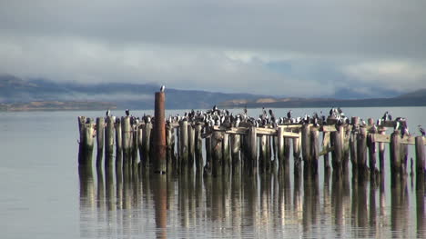 Puerto-Natales-Vögel-Sitzen-Auf-Pfosten-S2