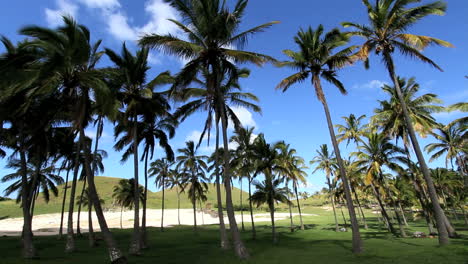 Anakena-Beach-palm-trees-on-Easter-Island