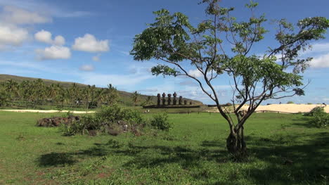 Easter-Island-Anakena-Ahu-Nau-Nau-spindly-tree-5