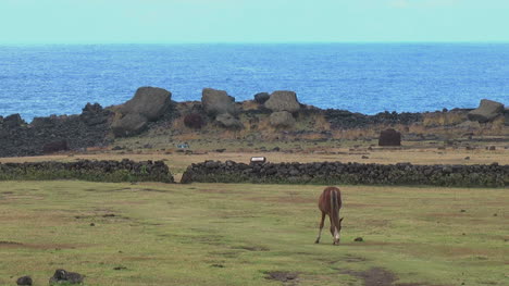 Easter-Island-horse-grazes-in-front-of-rock-wall-2