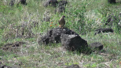 Easter-Island-lava-rock-and-bird