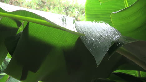 Easter-Island-rain-on-shelter-made-of-leaf-5