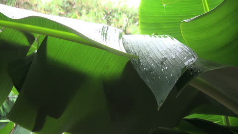 Isla-De-Pascua,-Lluvia,-En,-Refugio,-Hecho,-De,-Hoja-5