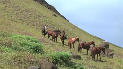 Rapa-Nui-horses-on-a-slope