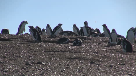 Patagonia-Magdalena-penguins-against-sky-6