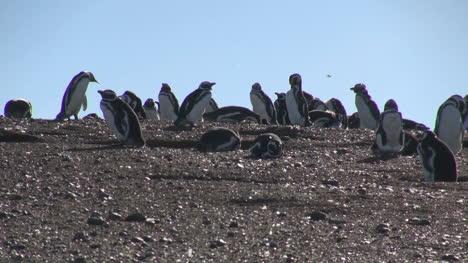 Patagonien-Magdalena-Pinguine-Gegen-Himmel-6